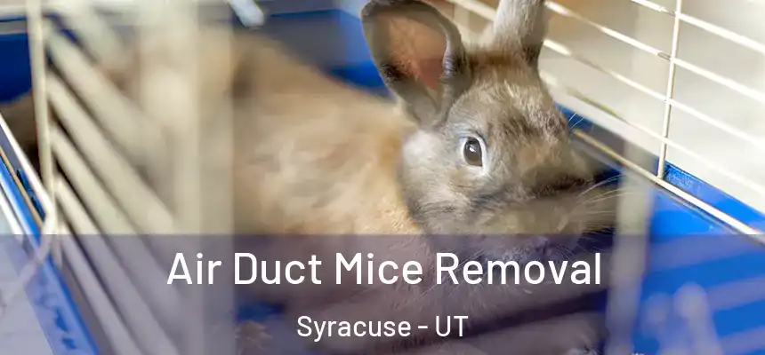 Air Duct Mice Removal Syracuse - UT